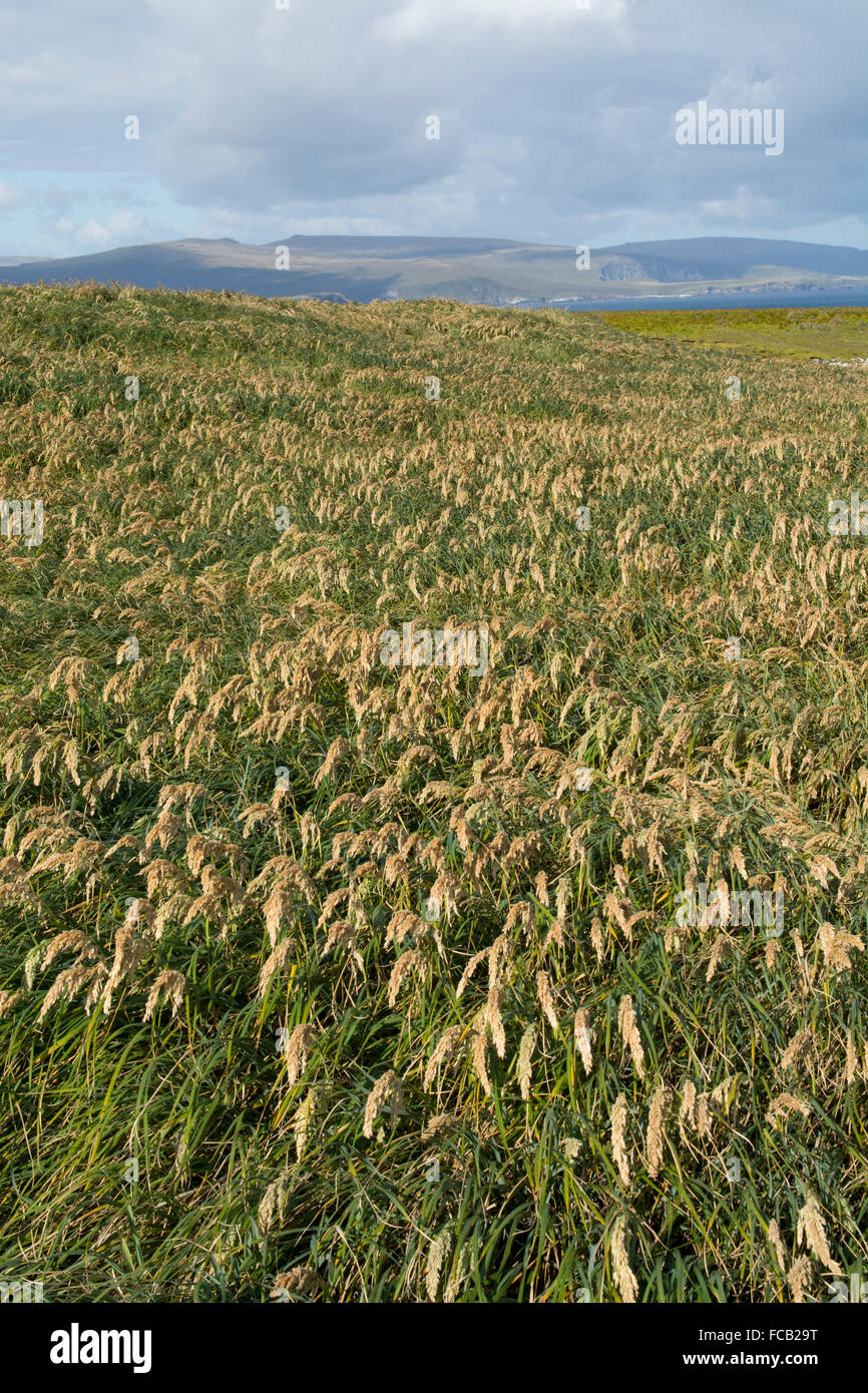 Neuseeland, Auckland-Inseln, unbewohnte Inselgruppe im Südpazifik, Enderby Insel. Tussac Grass (Poa Litorosa). Stockfoto