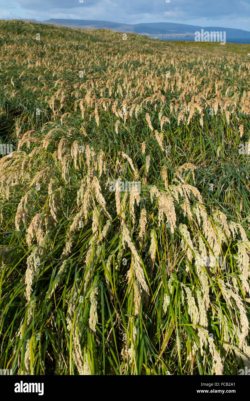 Neuseeland, Auckland-Inseln, unbewohnte Inselgruppe im Südpazifik, Enderby Insel. Tussac Grass (Poa Litorosa). Stockfoto