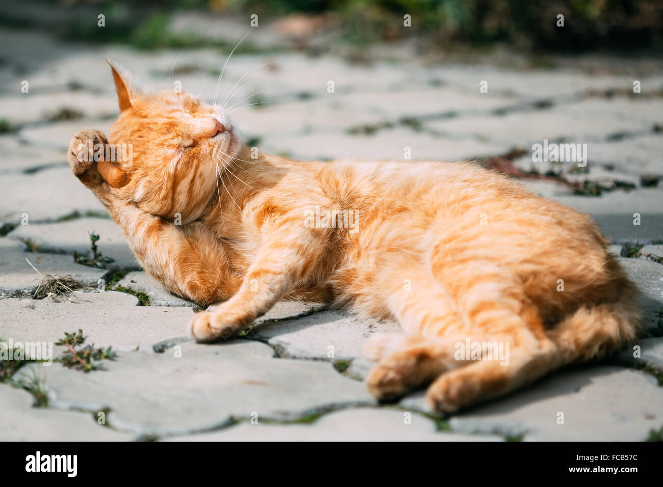 Friedliche Orange Rot Tabby Katze Kitten männlich lecken wäscht sich im freien Stockfoto