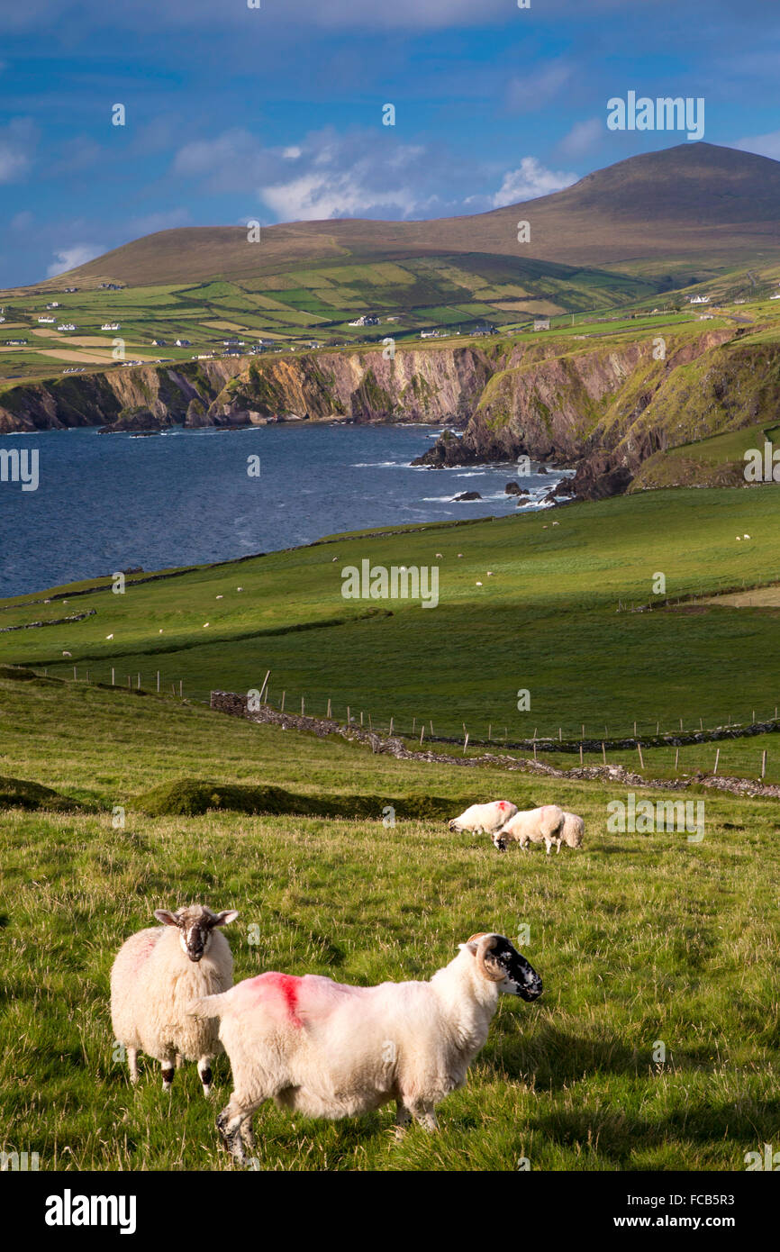 Abendsonne über Schafe und die Landschaft der Halbinsel Dingle in der Grafschaft Kerry, Irland Stockfoto