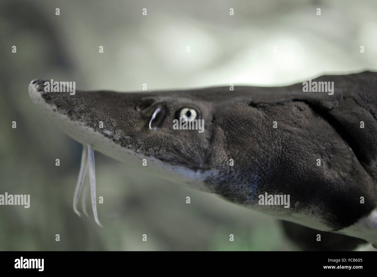 Acipenser brevirostrum Fotos und Bildmaterial in hoher Auflösung Alamy