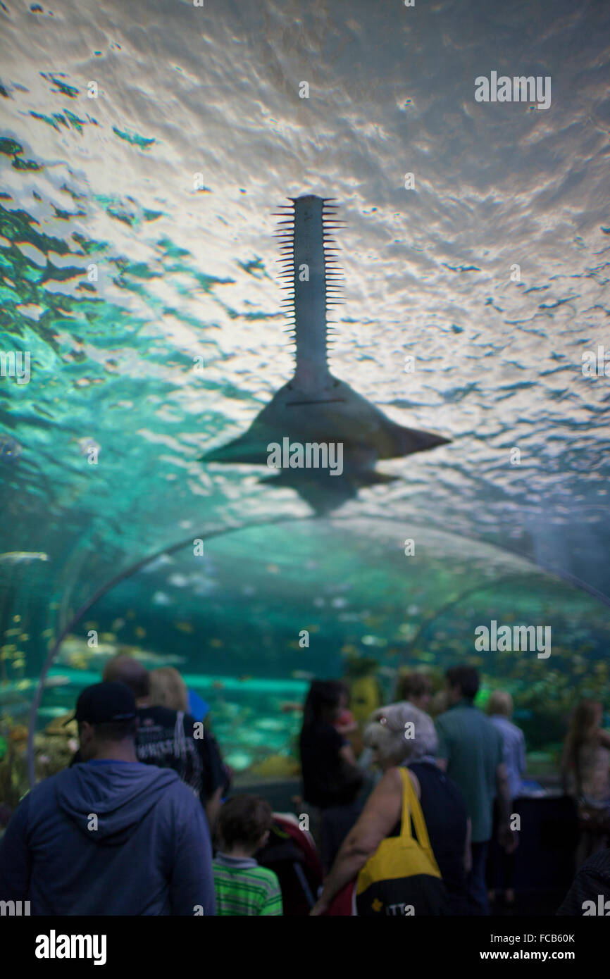 Eine grüne Sägefisch (Pristis Zijsron) schwimmt über Besucher in der Dangerous-Lagune an Ripley Aquarium of Canada. Stockfoto