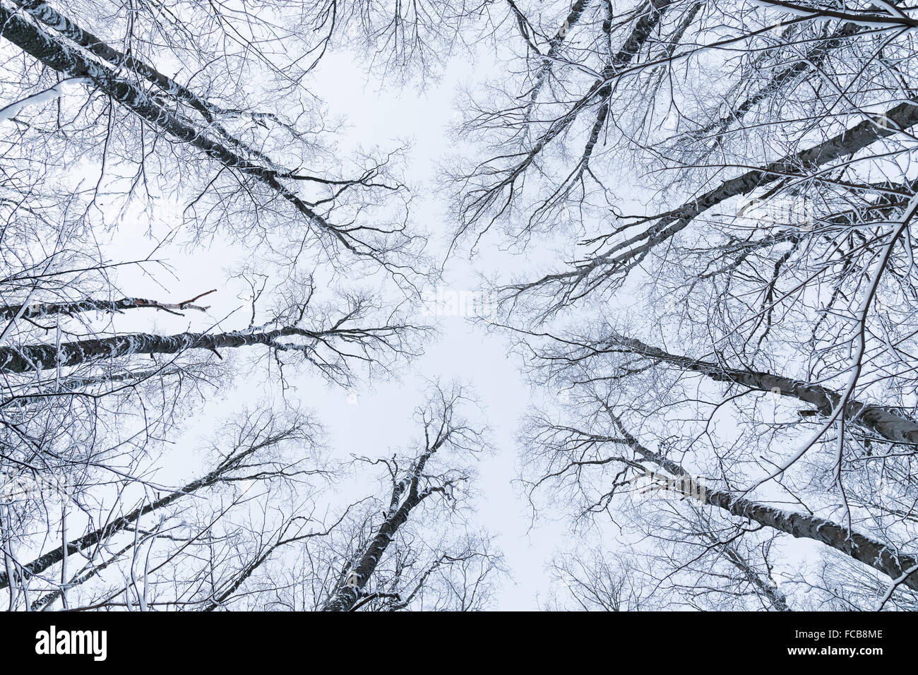 Verschneite Bäume in einem Wald Ansicht von unten im Winter. Stockfoto