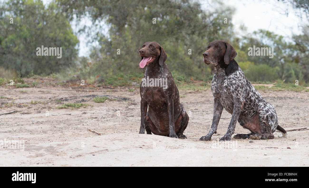 Zwei Braun getupft Deutsch kurze haired Pointer Hunde sitzen draußen im australischen Buschland. Stockfoto
