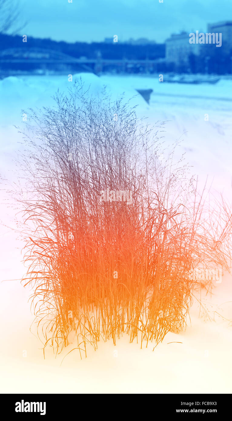 Die Büsche auf dem weißen Schnee fotografiert hautnah Stockfoto