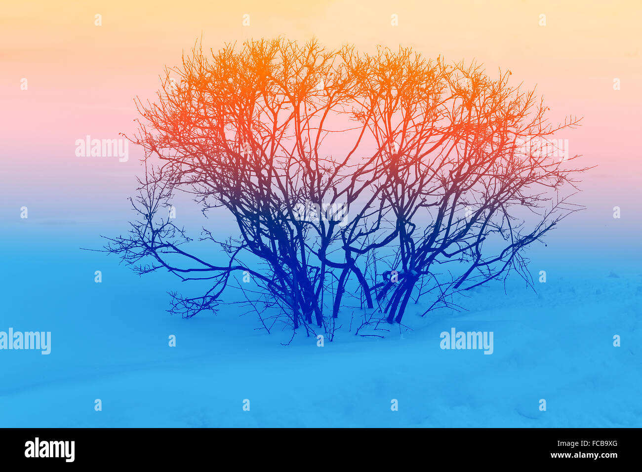 Die Büsche auf dem weißen Schnee fotografiert hautnah Stockfoto