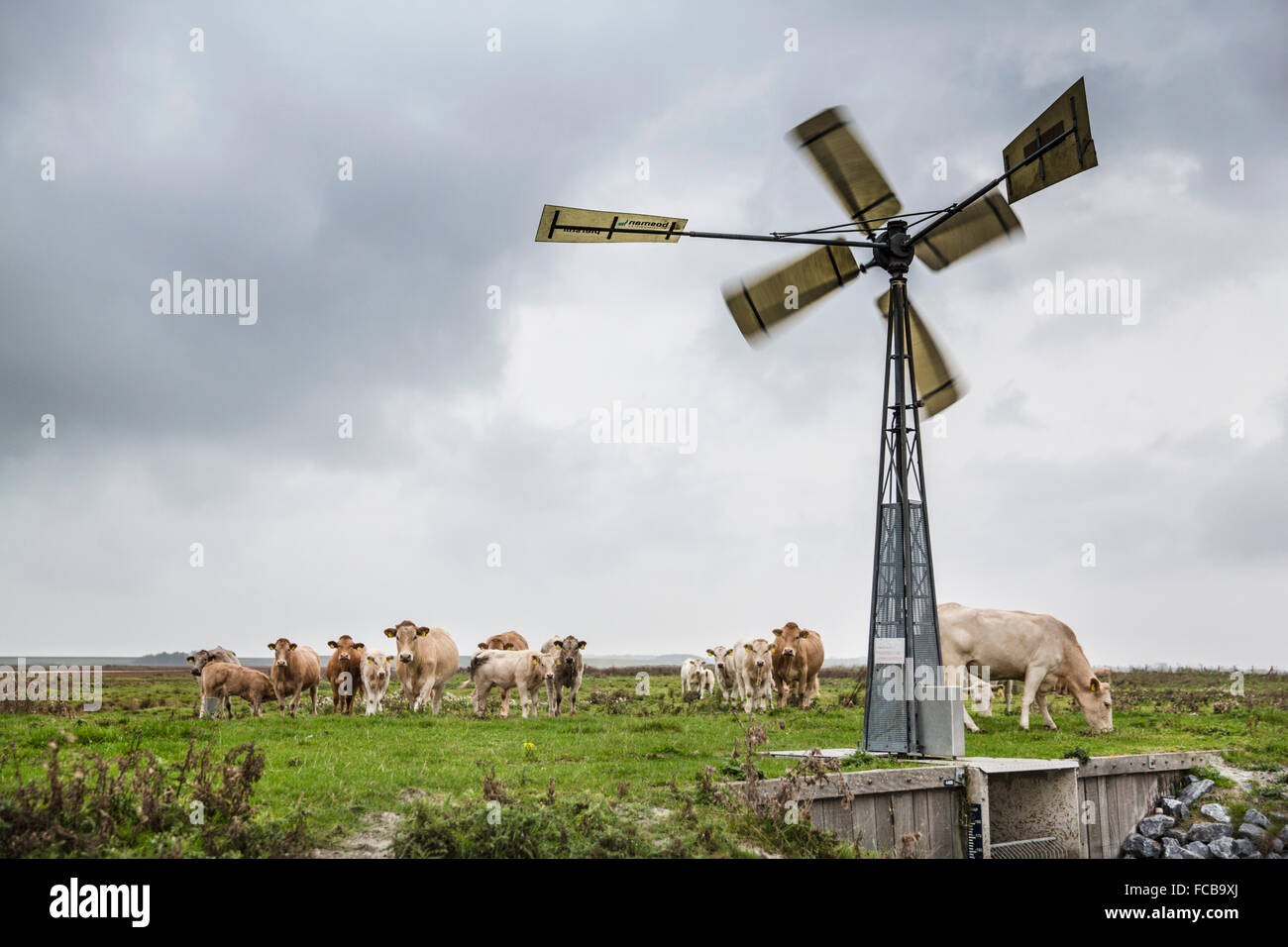 Niederlande, Kerkwerve, Kühe auf der Wiese und Windmühle, Wasser zu Pumpen Stockfoto