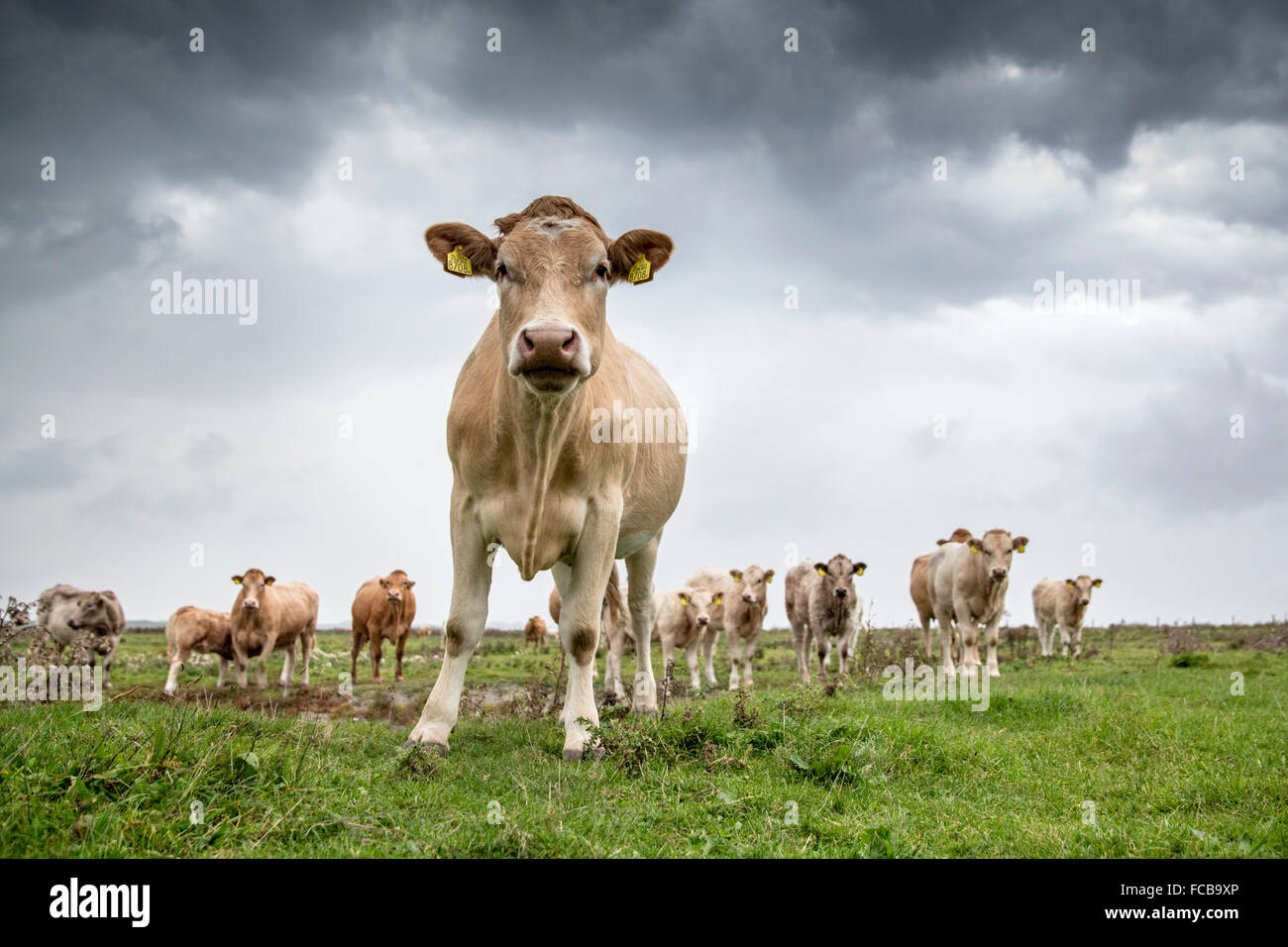 Niederlande, Kerkwerve, Kühe auf der Wiese Stockfoto