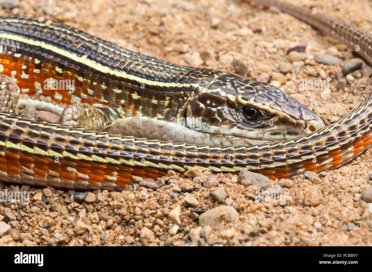 Gelb-throated vernickelt, Eidechse, Gerrhosaurus Flavigularis, Native, Sudan, Äthiopien und östlichen Afrika Süd nach Südafrika Stockfoto