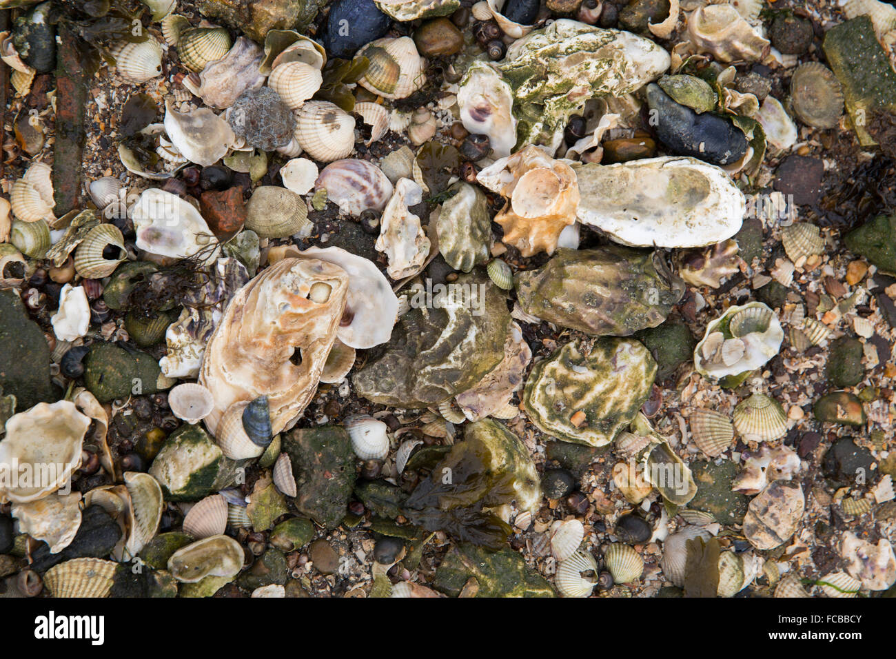 Niederlande, Ouwerkerk, Oosterschelde-Mündung. Austernbank bei Ebbe Stockfoto