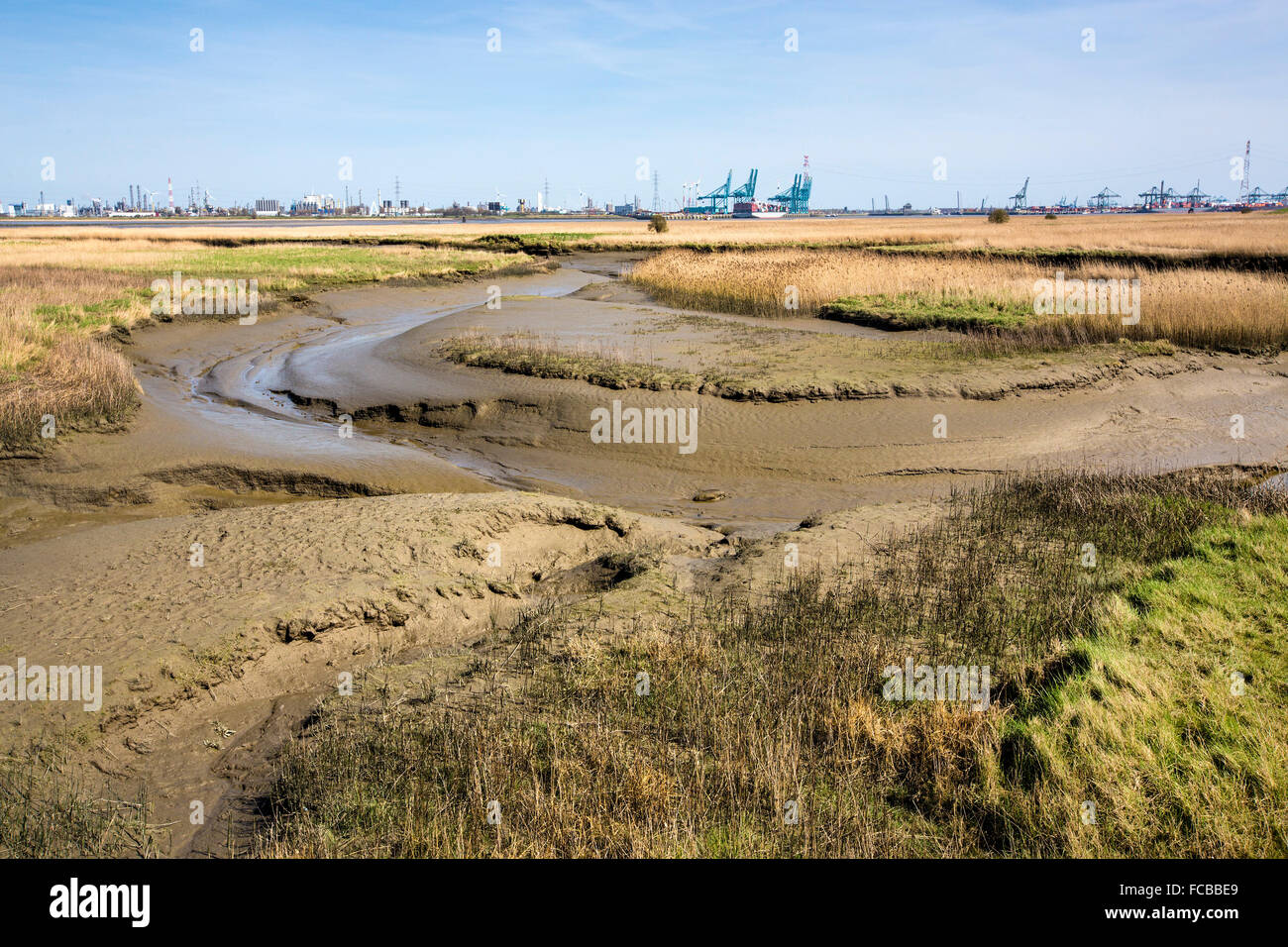 Niederlande, Nieuw Namen Westerschelde Fluss. Naturschutzgebiet Verdronken Land van Saeftinghe. Hafen von Antwerpen (Belgien) Stockfoto