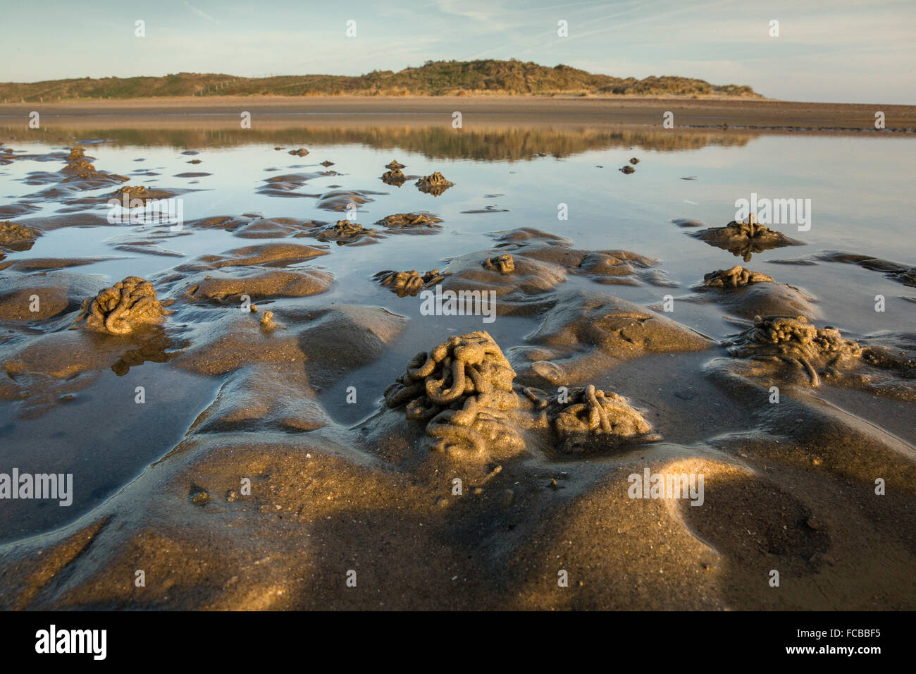 Niederlande, Retranchement, Natur Naturschutzgebiet Zwin an Belgien und den Niederlanden Küste. Ergebnis der Art von Sandwurm Stockfoto