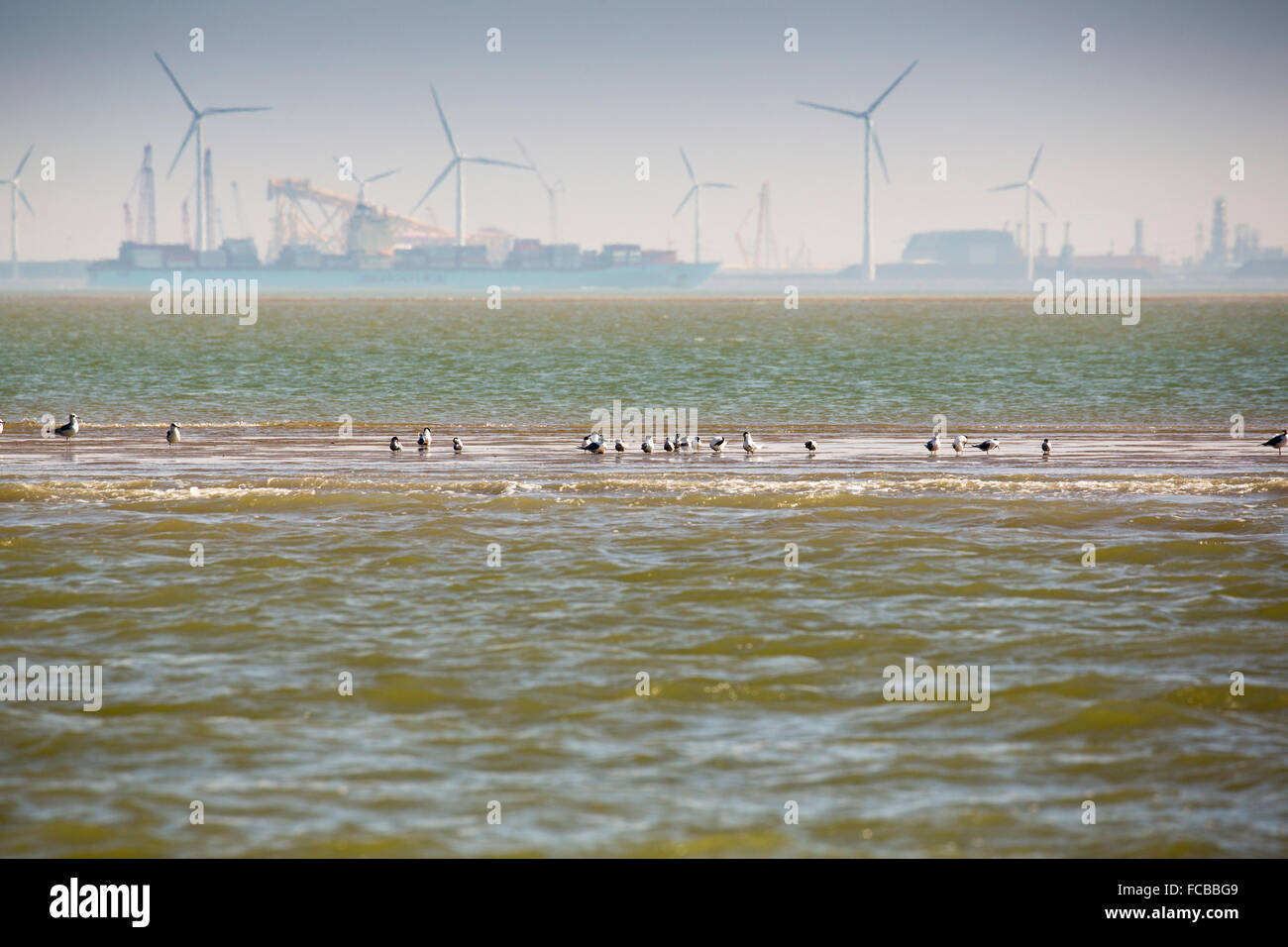 Niederlande, Breskens, Wasservögel, Möwen und Seeschwalben auf Sandbank im Fluss der Westerschelde. Container-Schiff und Industrie von Vlissingen Stockfoto