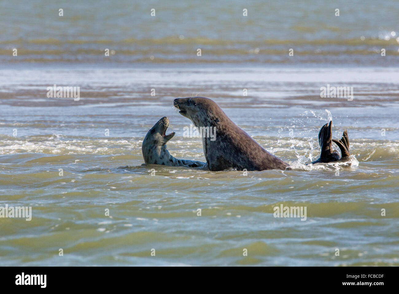 Niederlande, Breskens, grau oder grau Seehunde auf Sandbank im Fluss der Westerschelde Stockfoto