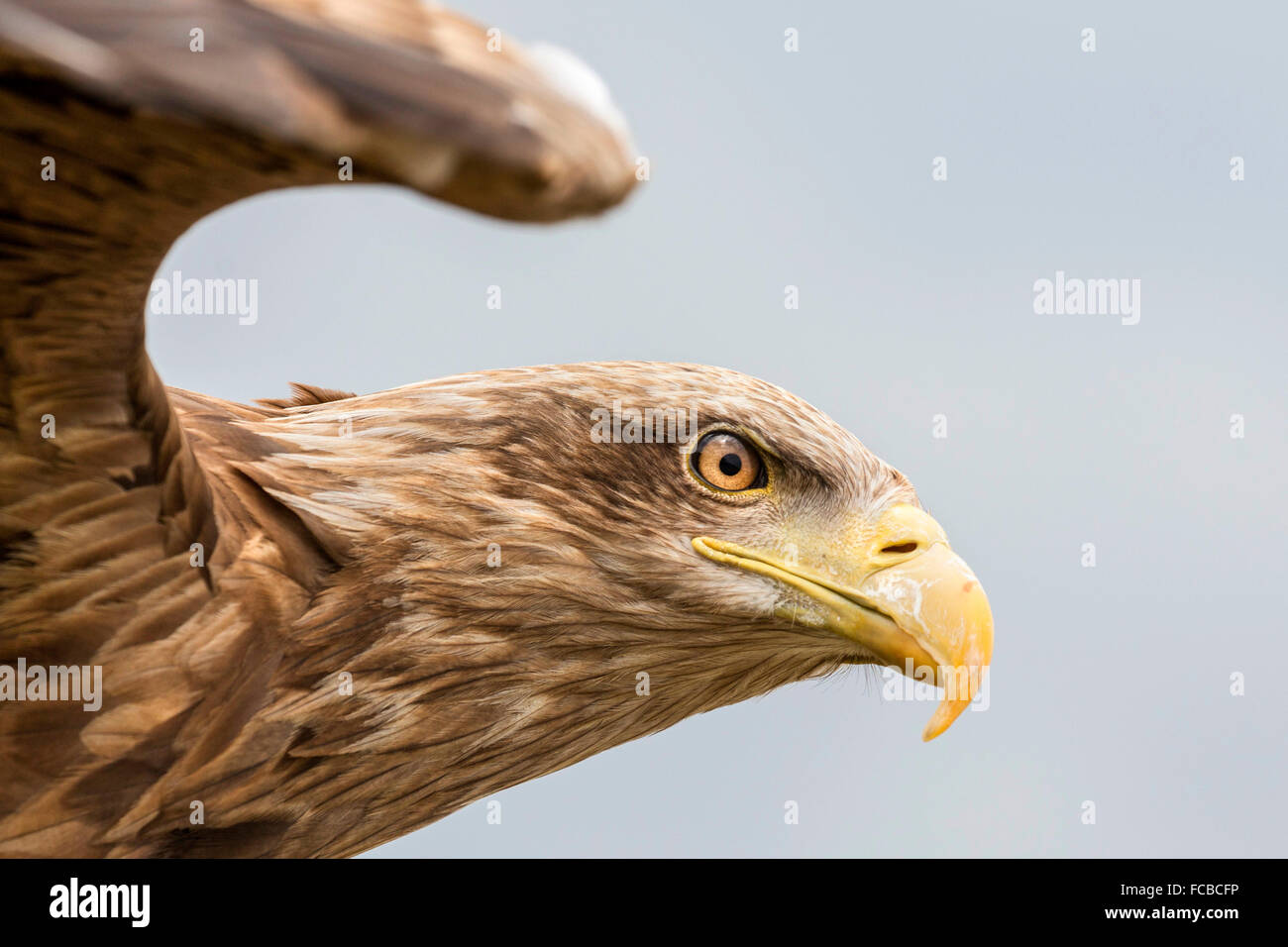 Niederlande, Nieuw Namen Naturschutzgebiet Verdronken Land van Saeftinghe genannt. Gezeiten-Sümpfe. Seeadler. Ausgebildet Stockfoto