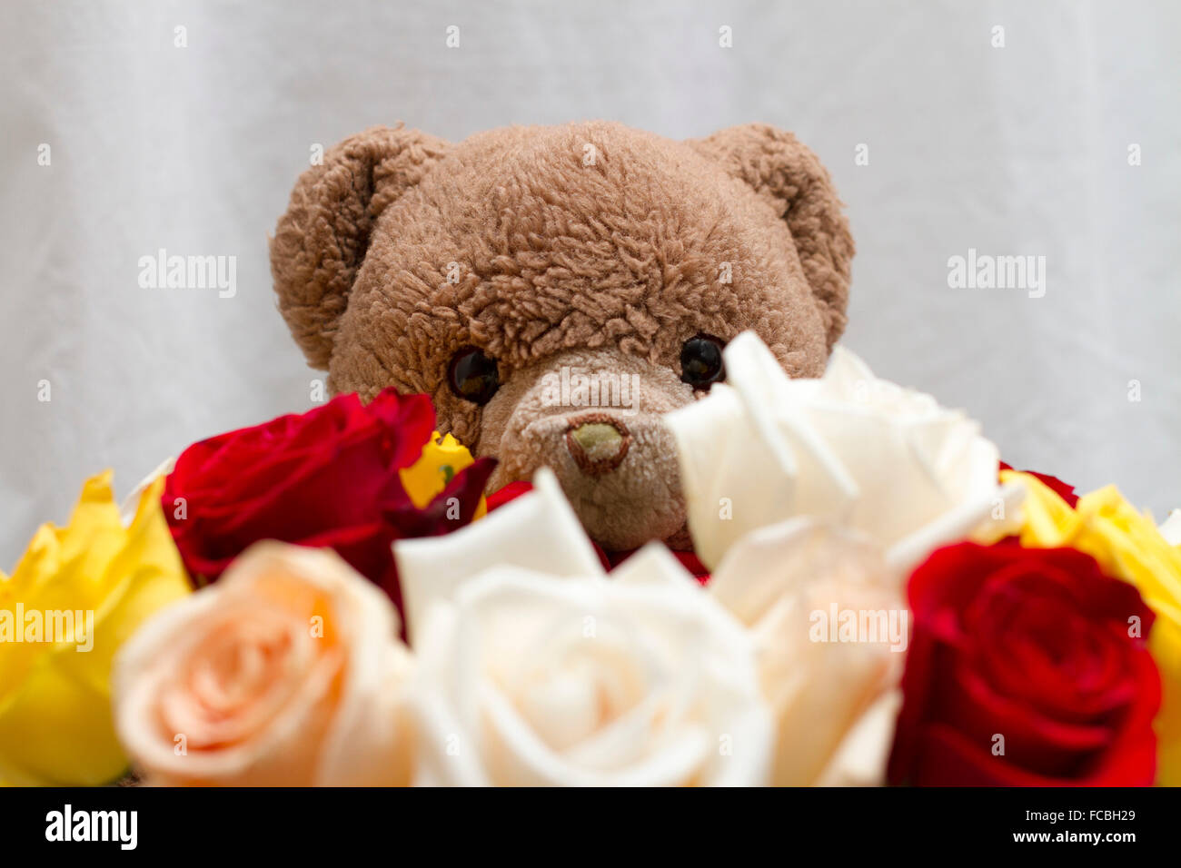 Niedliche braune Teddybär geben eine Rosensträuße weiß, gelb, rot oder orange.  Weißen Hintergrund mit dem Teddy hinter den Blumen Stockfoto