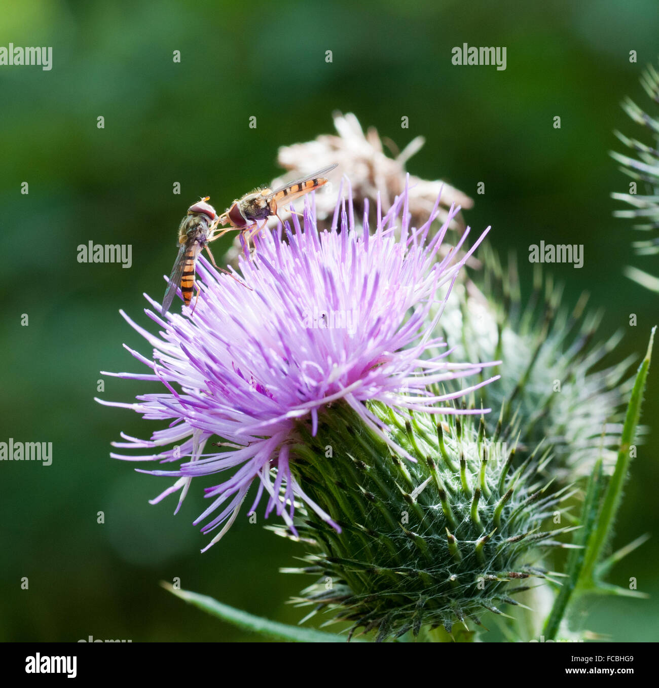 Schwebfliegen (Syrphidae Spp) auf Distel-Kopf (Cirsium Vulgare) Stockfoto