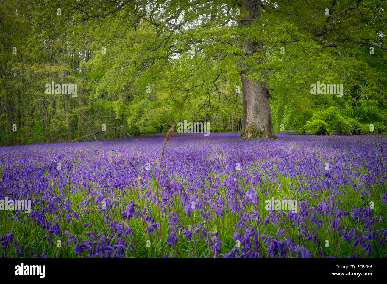 Glockenblumen in Ensky Gardens, cornwall Stockfoto