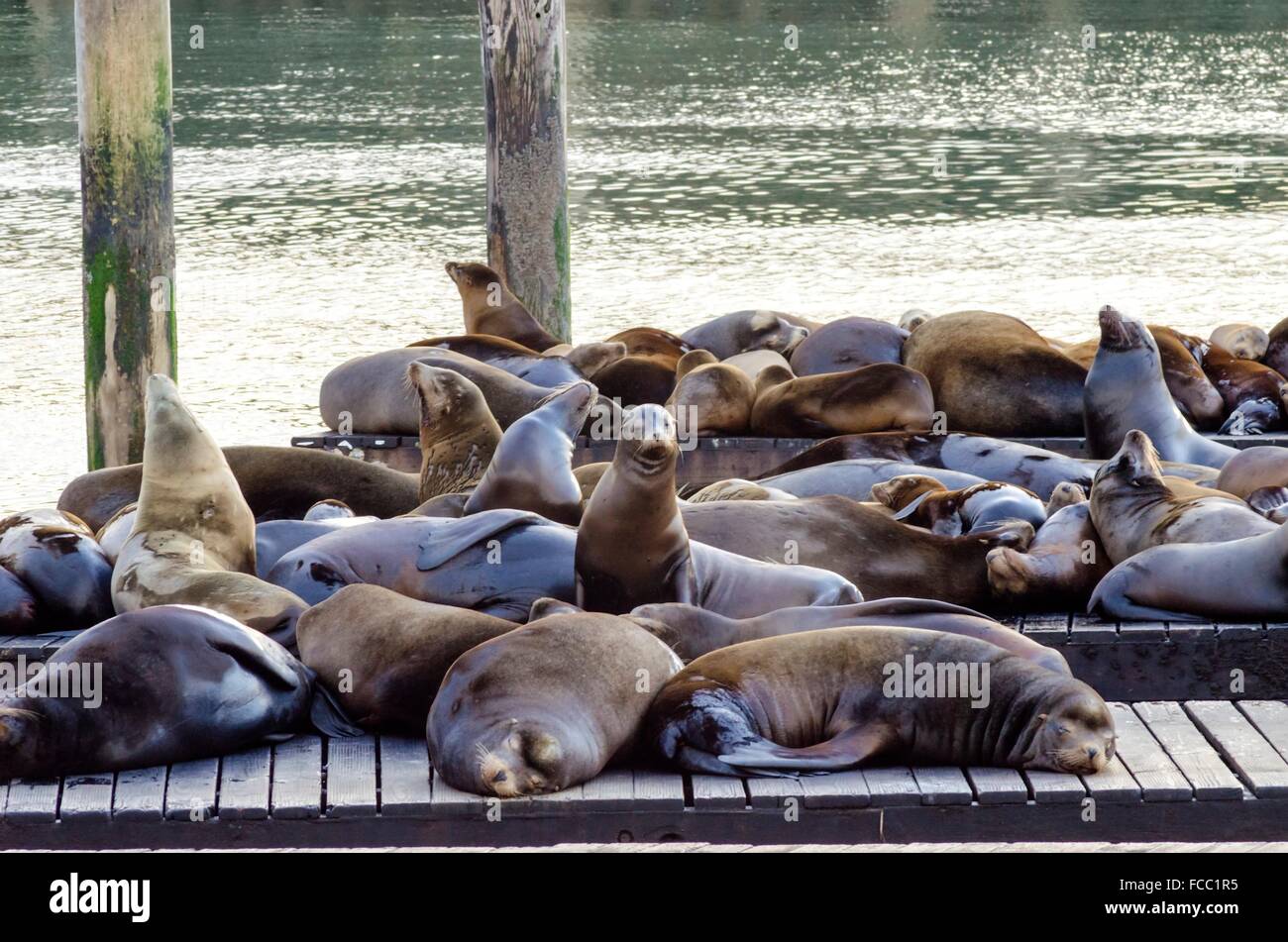 Junge süße Seelöwen, liegend auf einer hölzernen Plattform auf Pier 39 am Fishermans Wharf in San Francisco, Kalifornien, USA von A Stockfoto