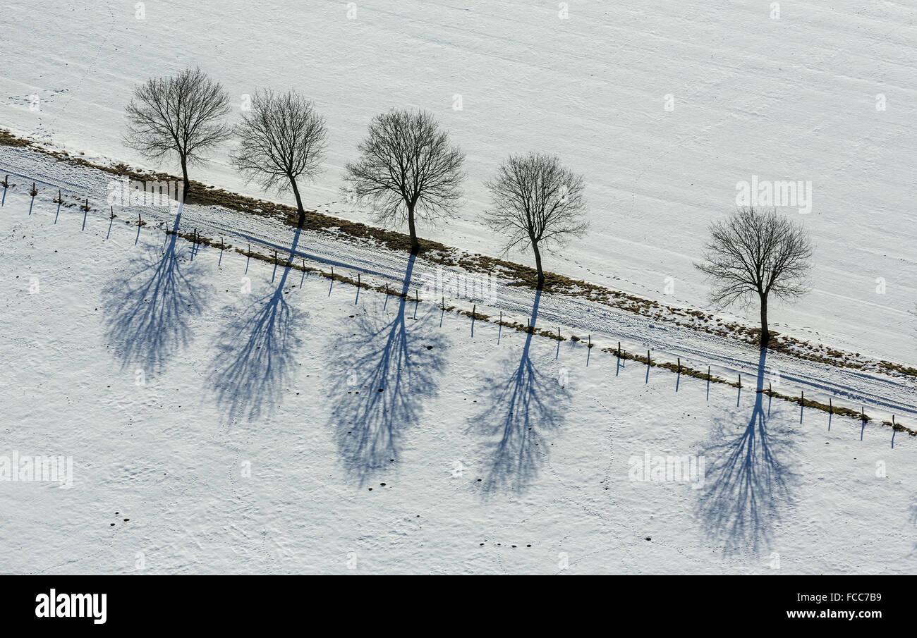 Luftbild, Allee in Altenbüren im Schnee in der Nähe von Hüttenstraße, gerade, Diagonale, geometrische Muster, Winter, Schnee, Stockfoto