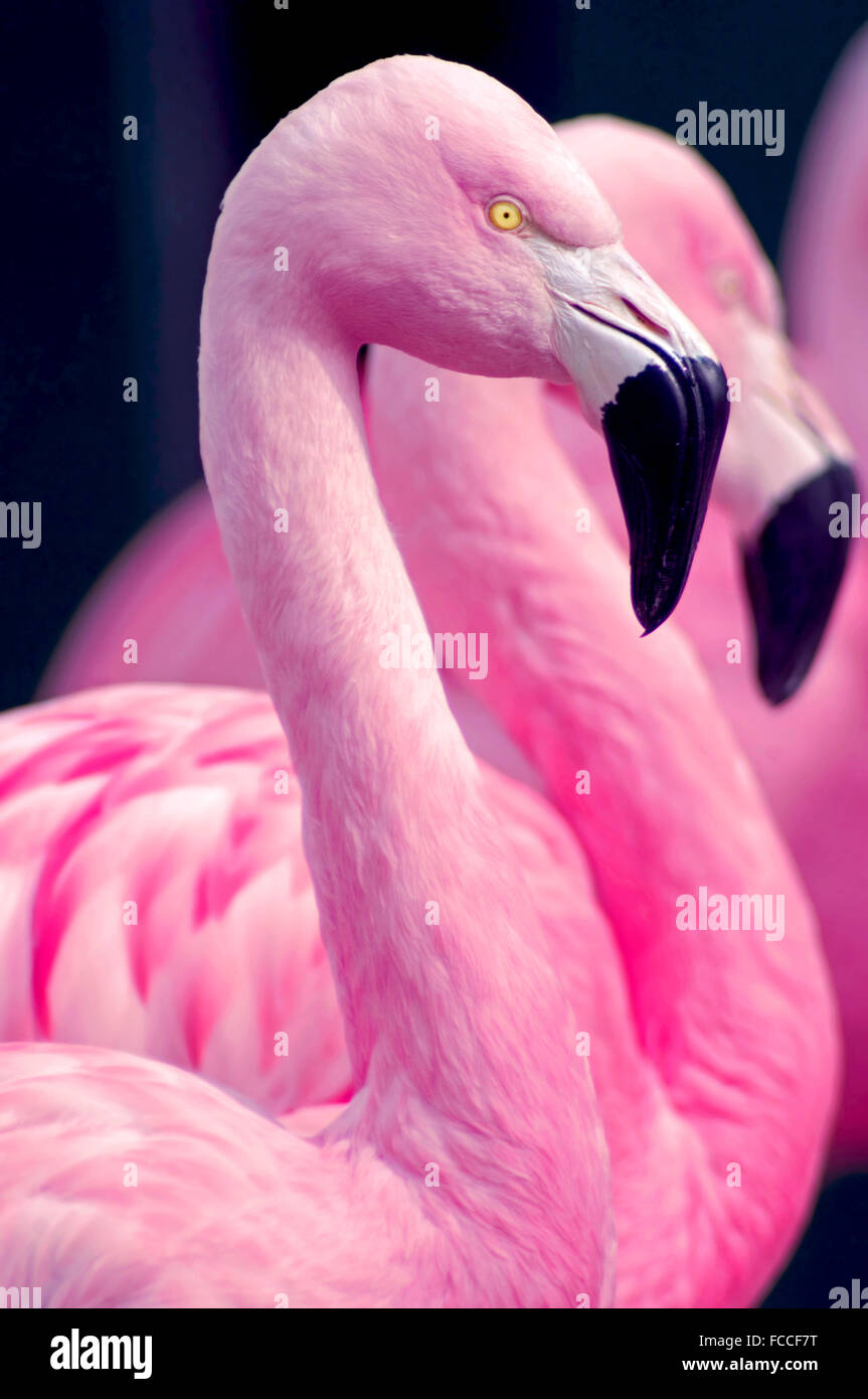 Chilenische Flamingos Stockfoto