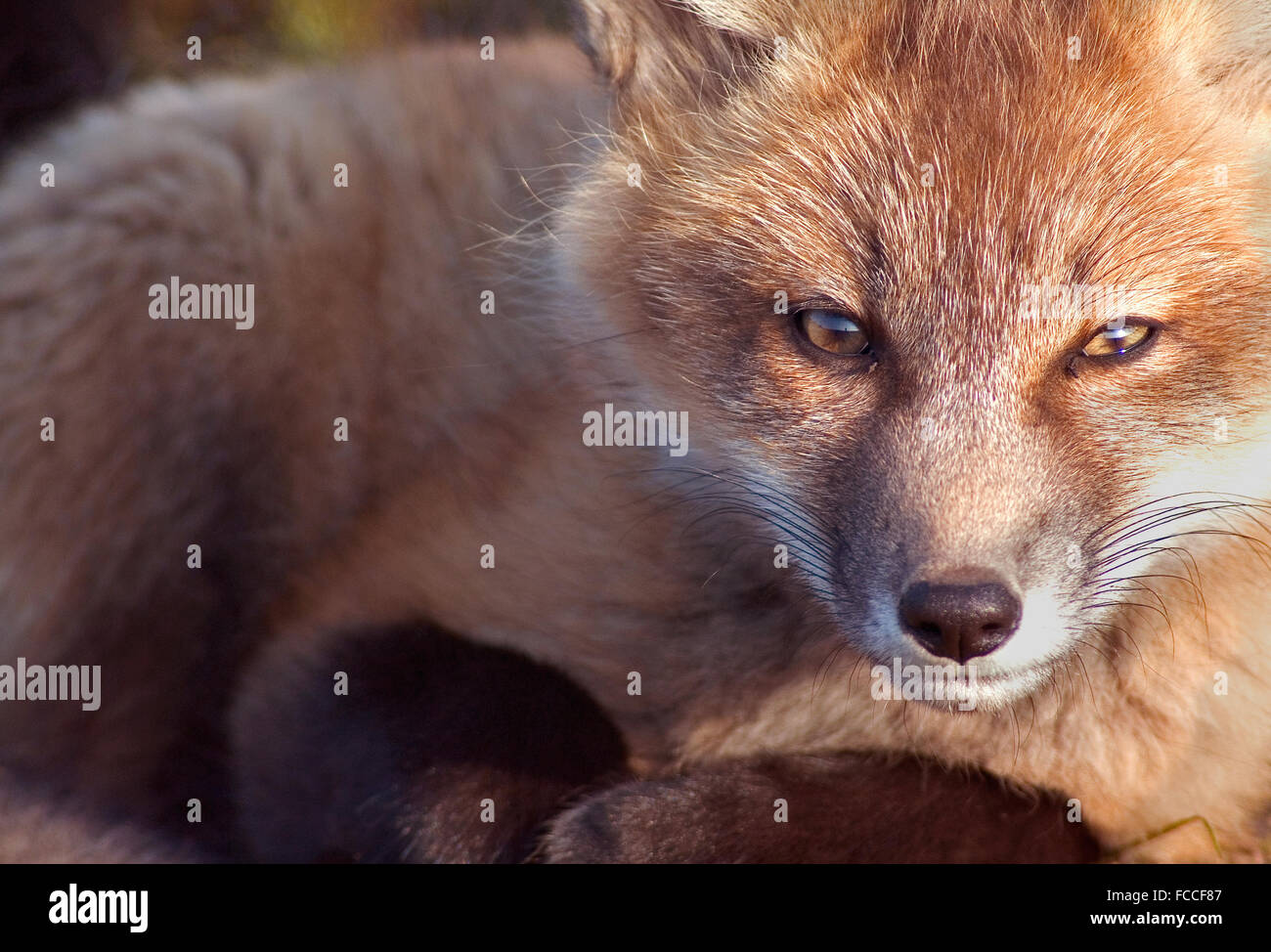 Fox Kit kuschelte sich Stockfoto