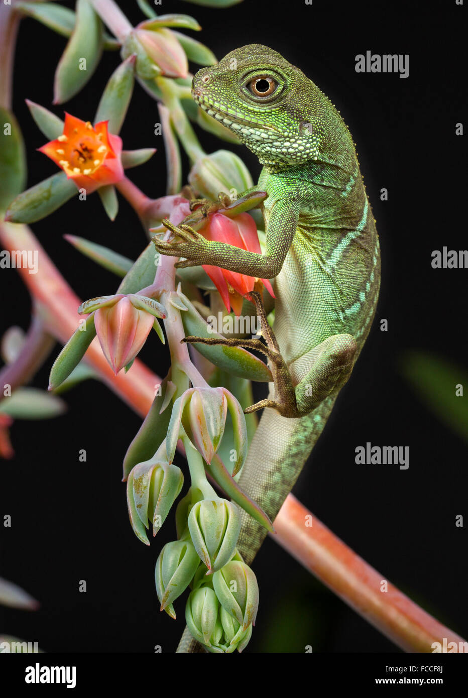 Water Dragon Stockfoto