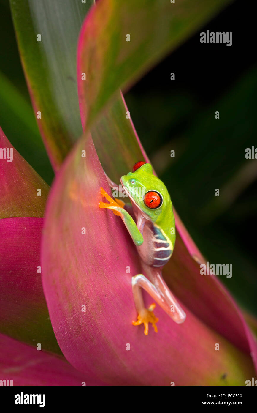 Baby-Laubfrosch auf Bromelie Stockfoto