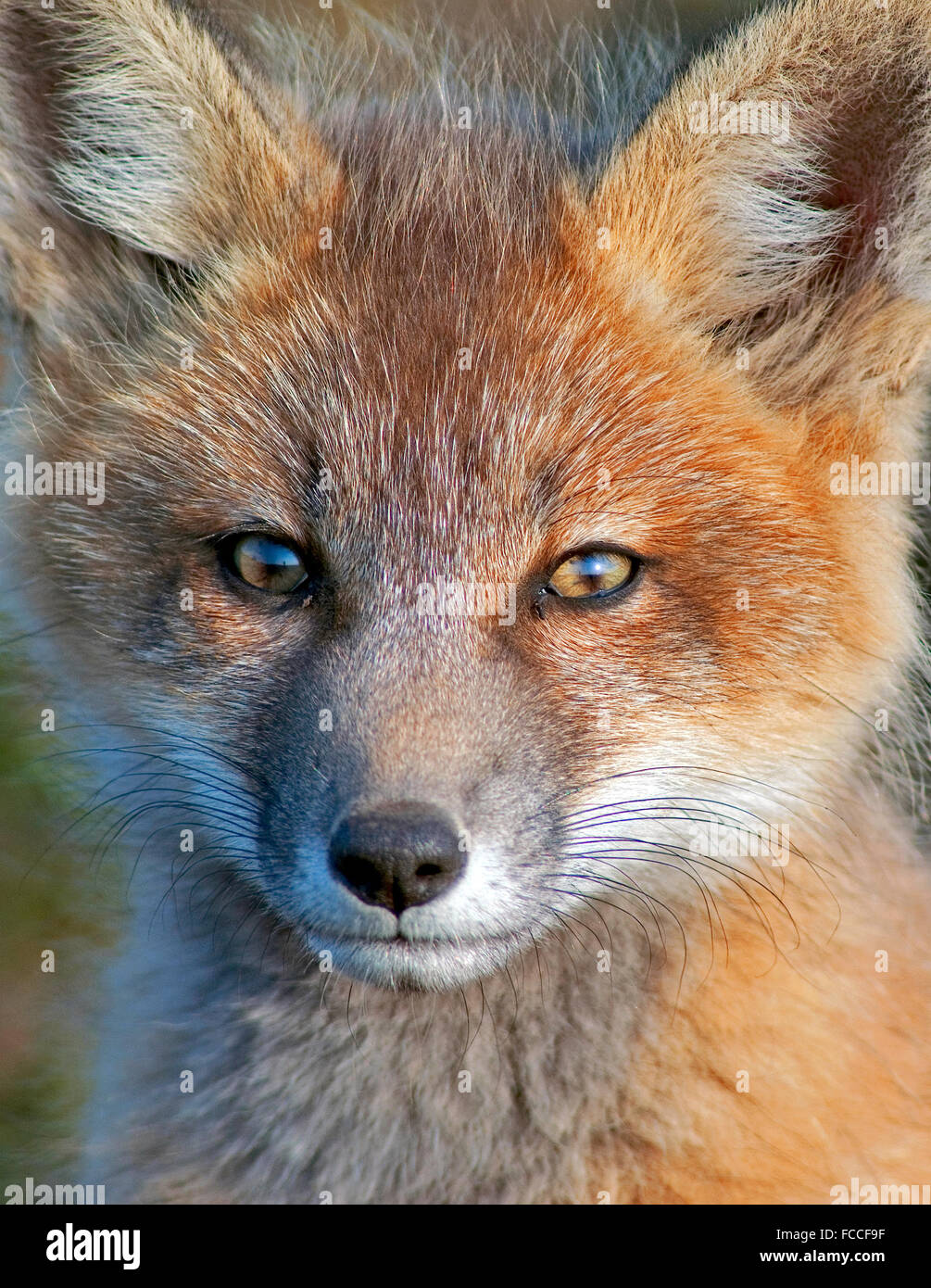 Baby Fox hautnah Stockfoto