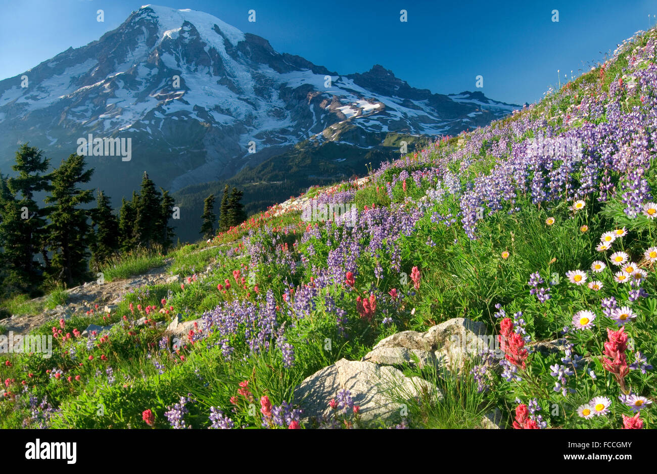 Mount Rainier Wildblumen Stockfoto