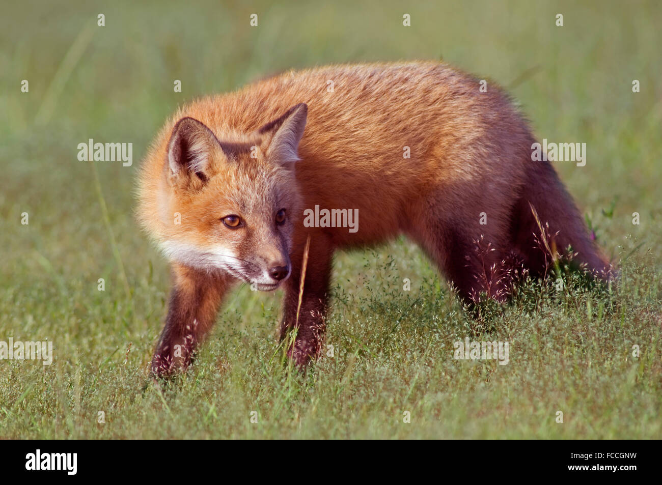 Junger Fuchs in hohe Gräser Stockfoto