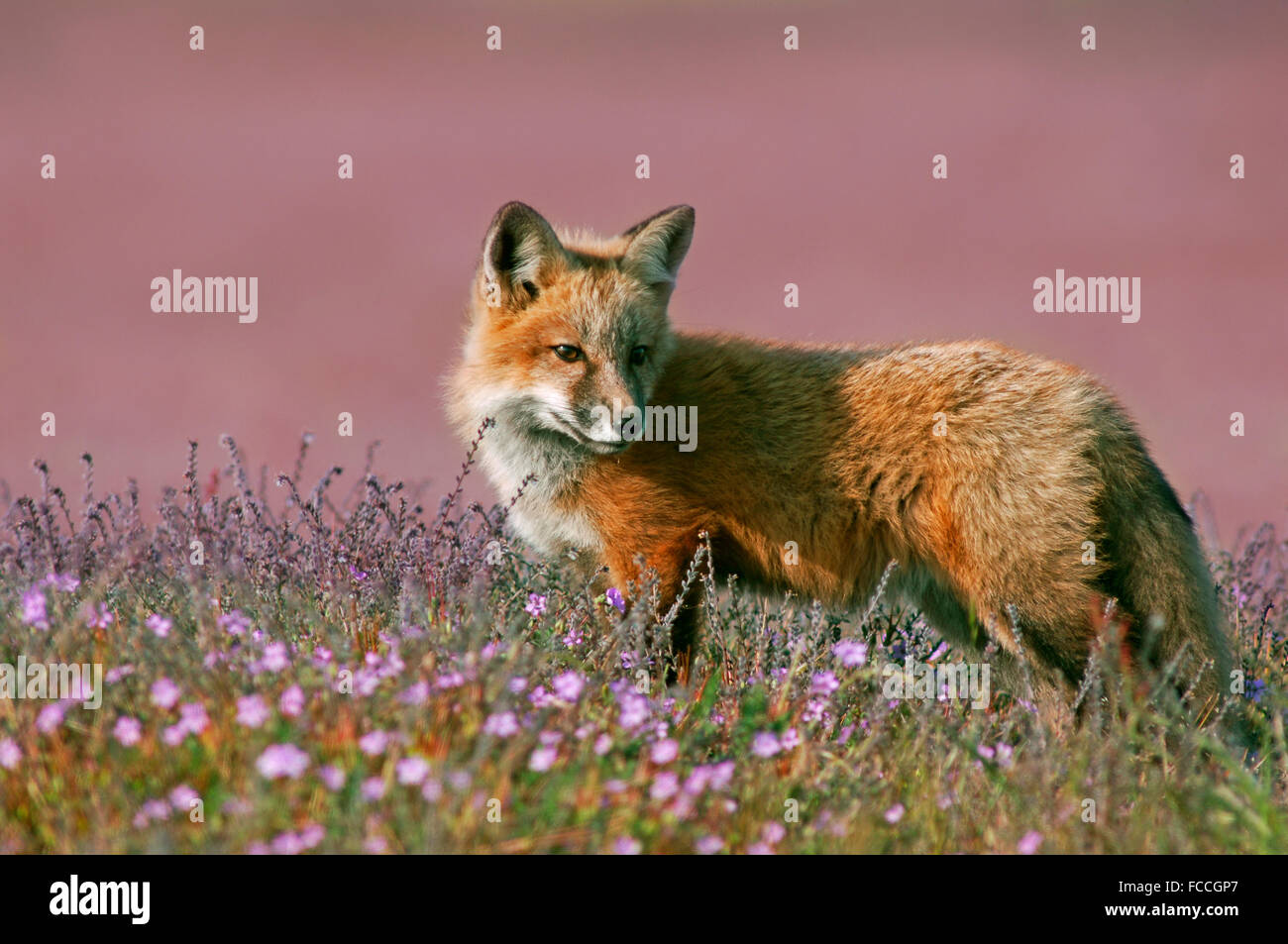 Junger Rotfuchs Stockfoto