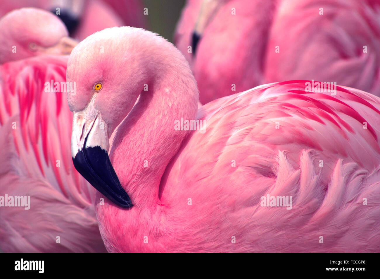 Chilenische Flamingo Stockfoto