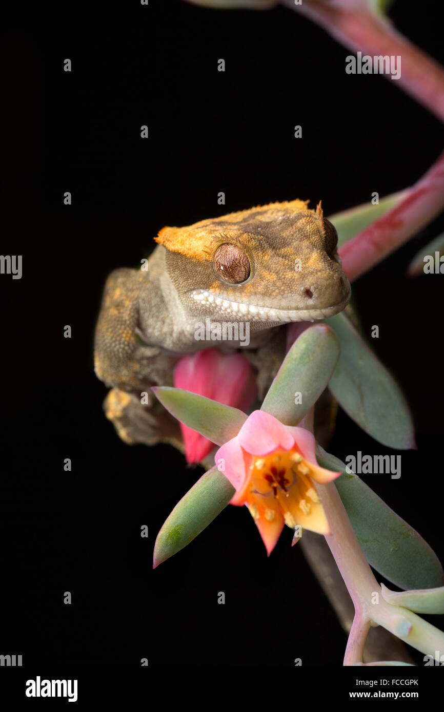 Gecko auf Blüte Laub Stockfoto