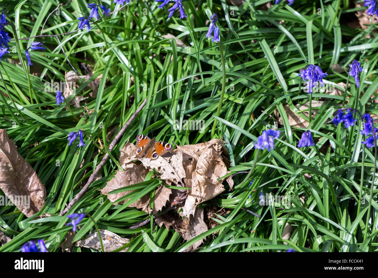 Europäische Tagpfauenauge (Inachis Io) Stockfoto
