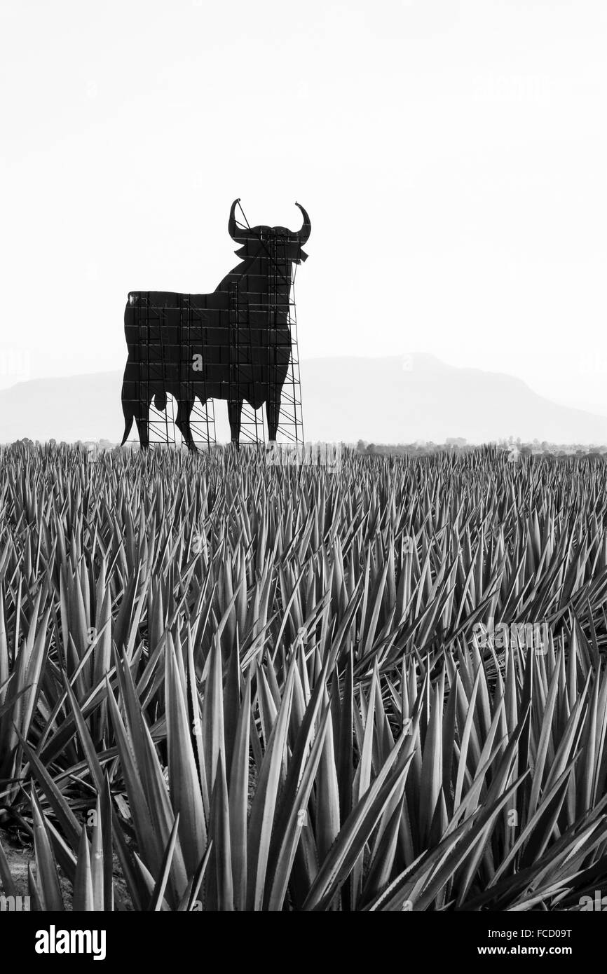 Rückseite des Billboard im Bereich der blauen Agave in den Westen zentralen Bundesstaat Jalisco, Mexiko. Stockfoto
