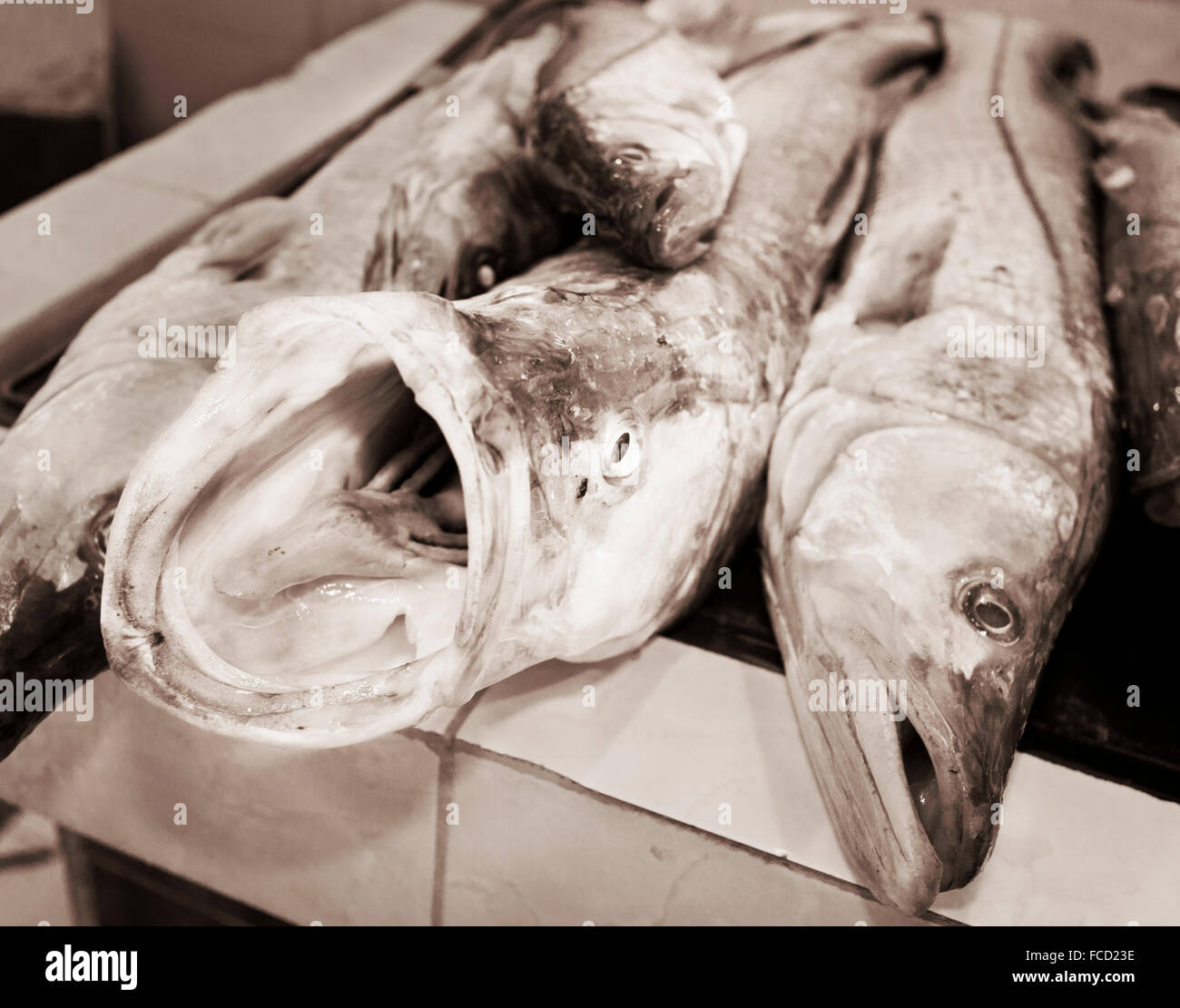 Singende Fisch auf dem Markt, Villahermosa, Tabasco, Mexiko. Stockfoto