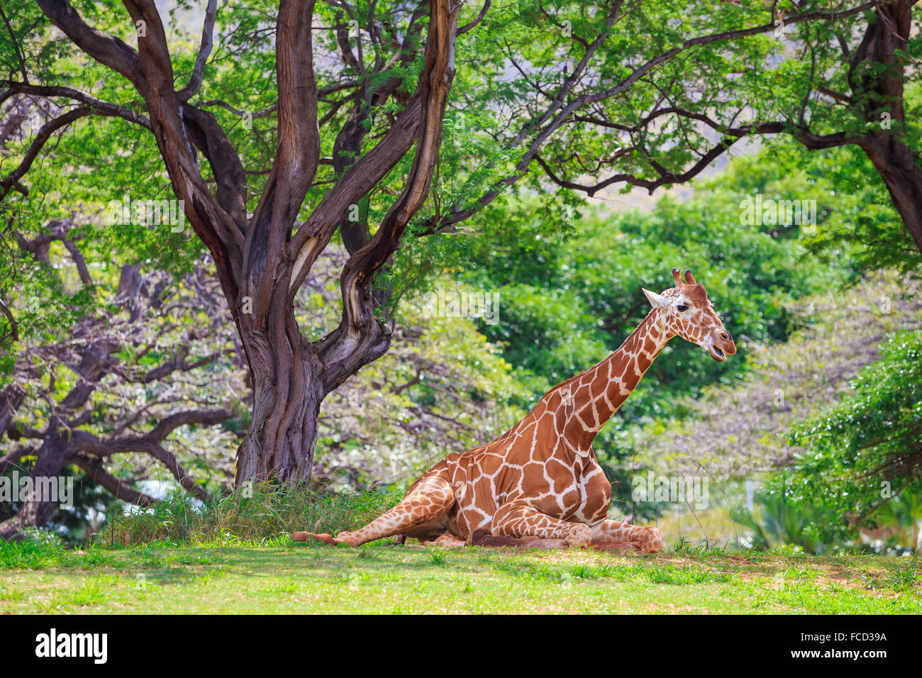 Giraffe ruht unter einem Baum im Honolulu Zoo in Oahu Hawaii. Stockfoto