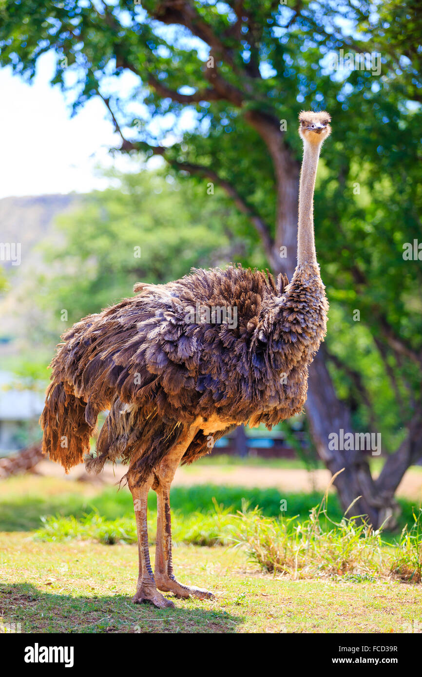 Strauß (oder emu) im Blick auf die Kamera auf Oahu Hawaii Honolulu Zoo. Stockfoto