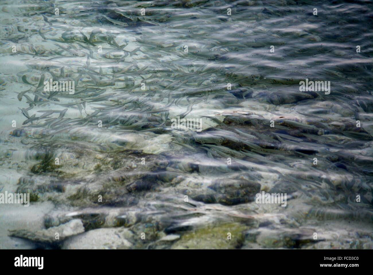 Tausende von kleinen Fischen unter Wasser Stockfoto