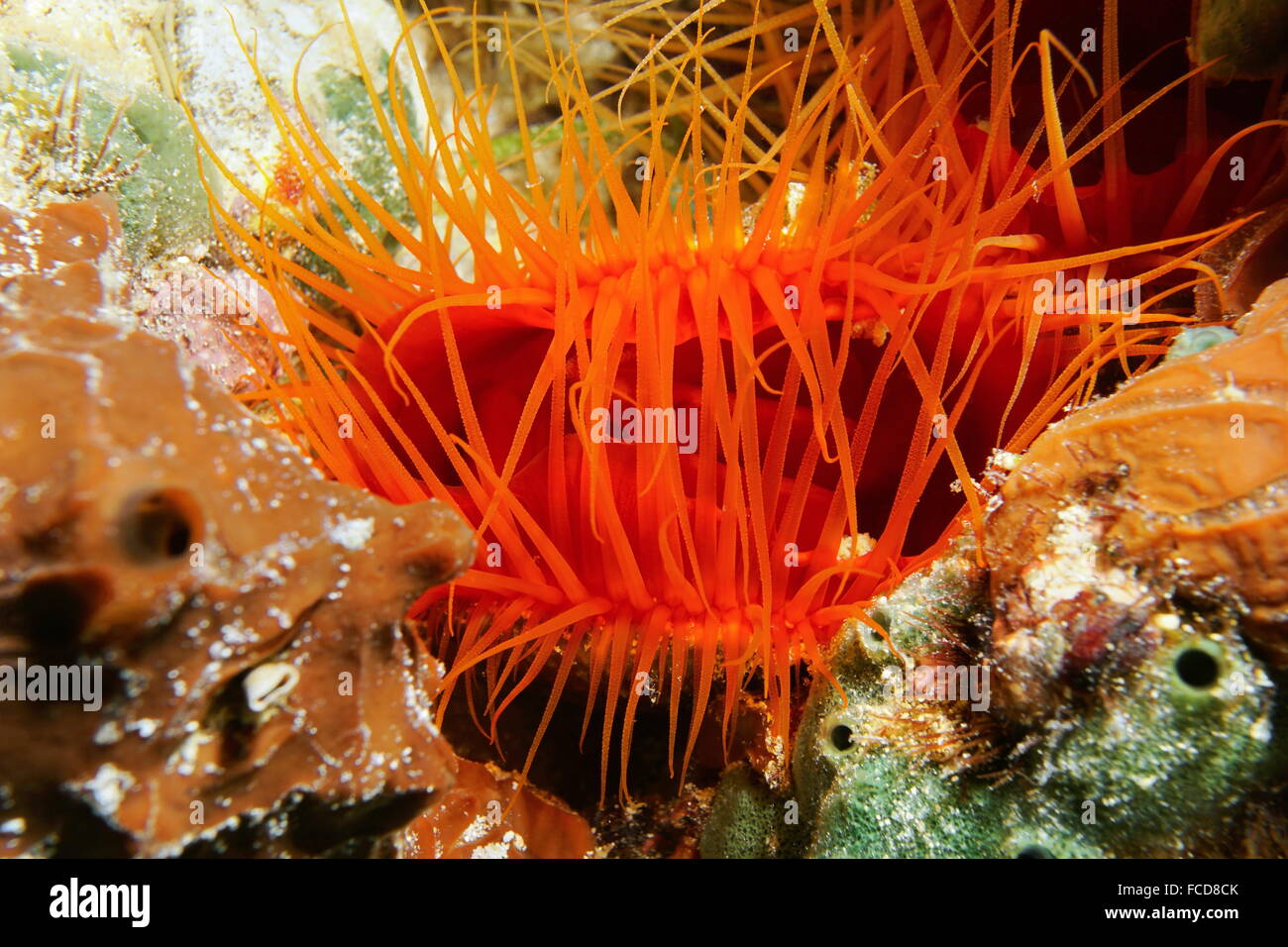 Unterwasser Kreatur, close-up Ctenoides Scaber, Flamme Jakobsmuschel zweischalige Molluske und seine Tentakeln, Karibik Stockfoto