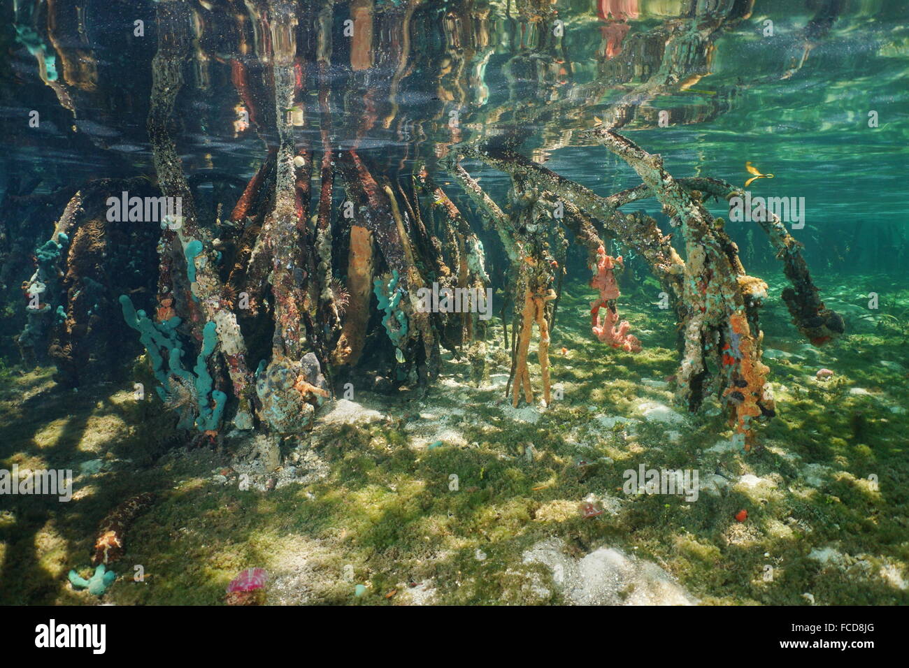 Mangrove Baumwurzeln mit Schwämmen unter Wasser, Karibik Stockfoto