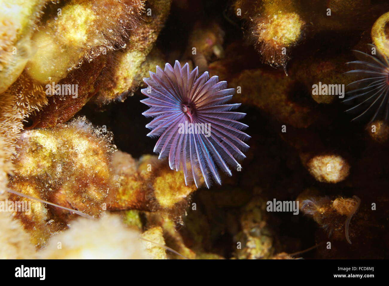 Marine Unterwasserwelt, bunte Staubwedel Wurm, Bispira Variegata, Karibik Stockfoto
