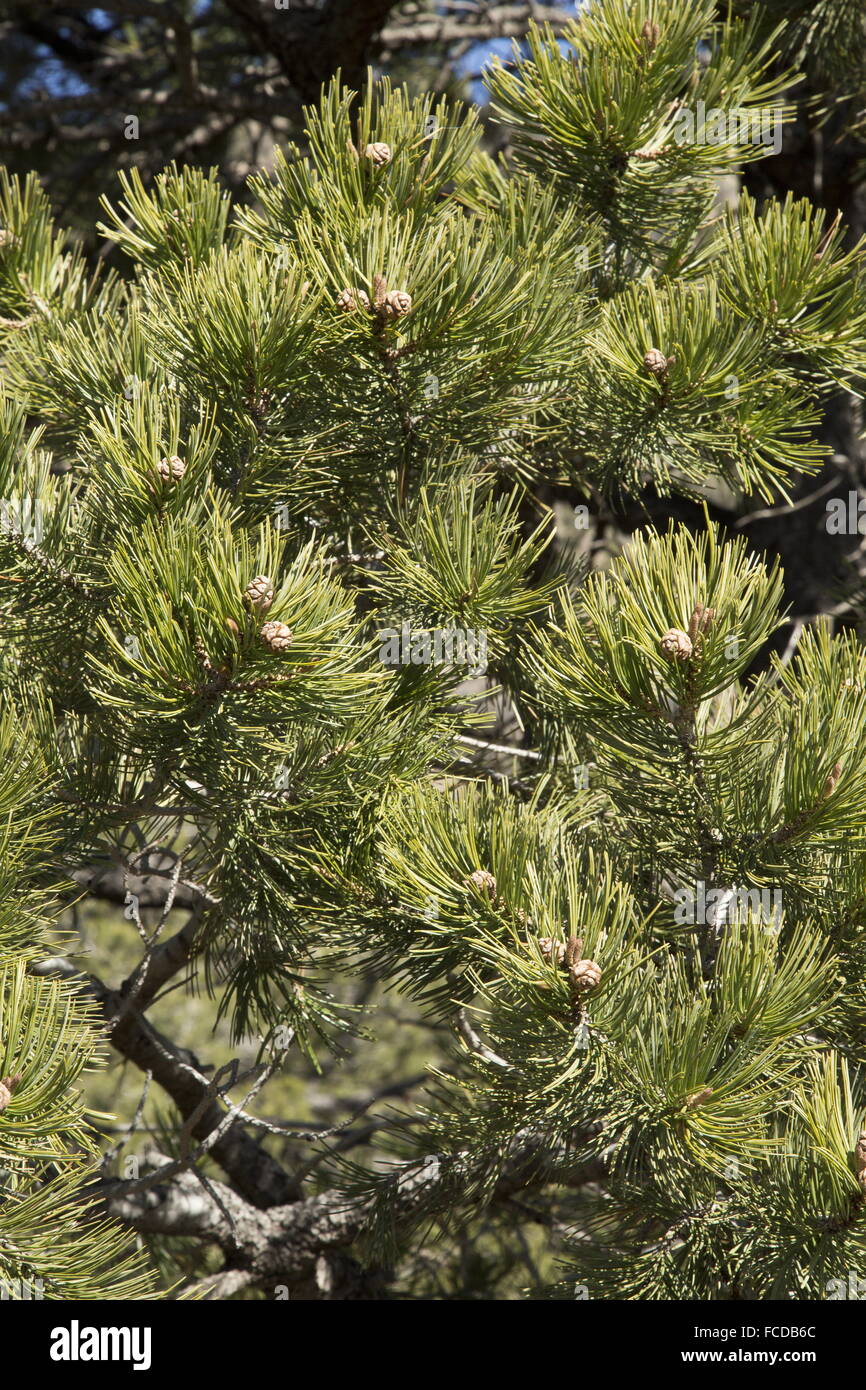 Mexikanische Piñon Pine, Pinus Cembroides in die Chisos Mountains, Big Bend Nationalpark, Texas. Stockfoto