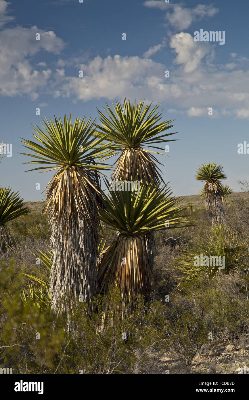 Spanischer Dolch oder Torrey Yucca, Yucca Faxoniana auf Dolch Flats, Big Bend Nationalpark, Texas Stockfoto