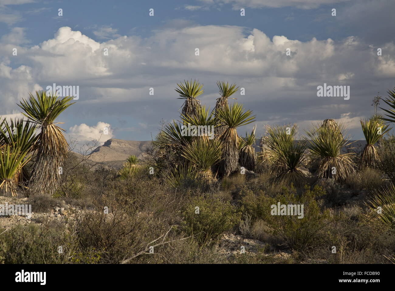 Spanischer Dolch oder Torrey Yucca, Yucca Faxoniana auf Dolch Wohnungen mit Deadhorse Berge; Big Bend Nationalpark, Texas Stockfoto