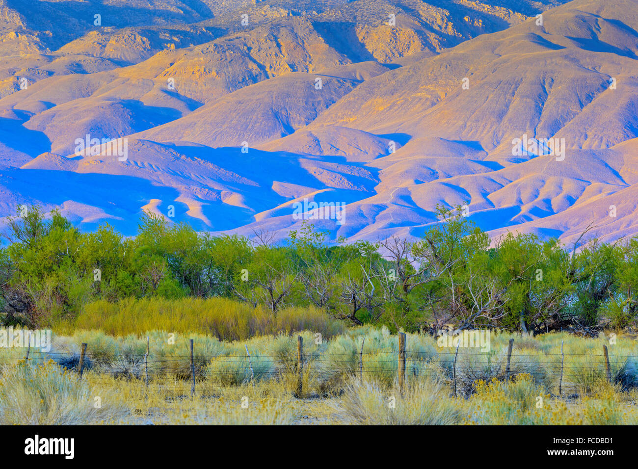Viehzucht in Owens Valley, Kalifornien Stockfoto