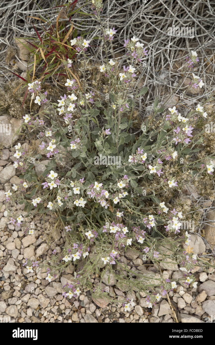 Zweifarbige Senf, Nerisyrenia Camporum, in Blüte, Big Bend Nationalpark, Texas Stockfoto