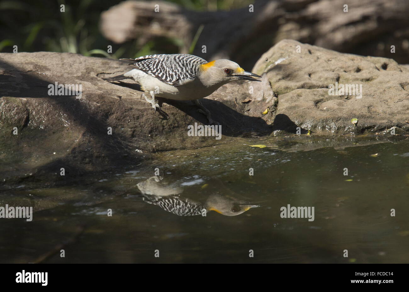 Golden-fronted Specht, Melanerpes Aurifrons - Männchen trinken. Texas. Stockfoto