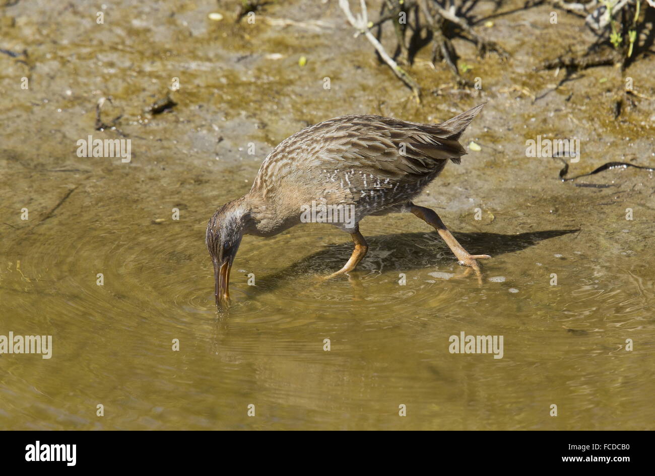 Klöppel Schiene Rallus Crepitans Fütterung entlang der Salzwiesen im Winter; Texas. Stockfoto